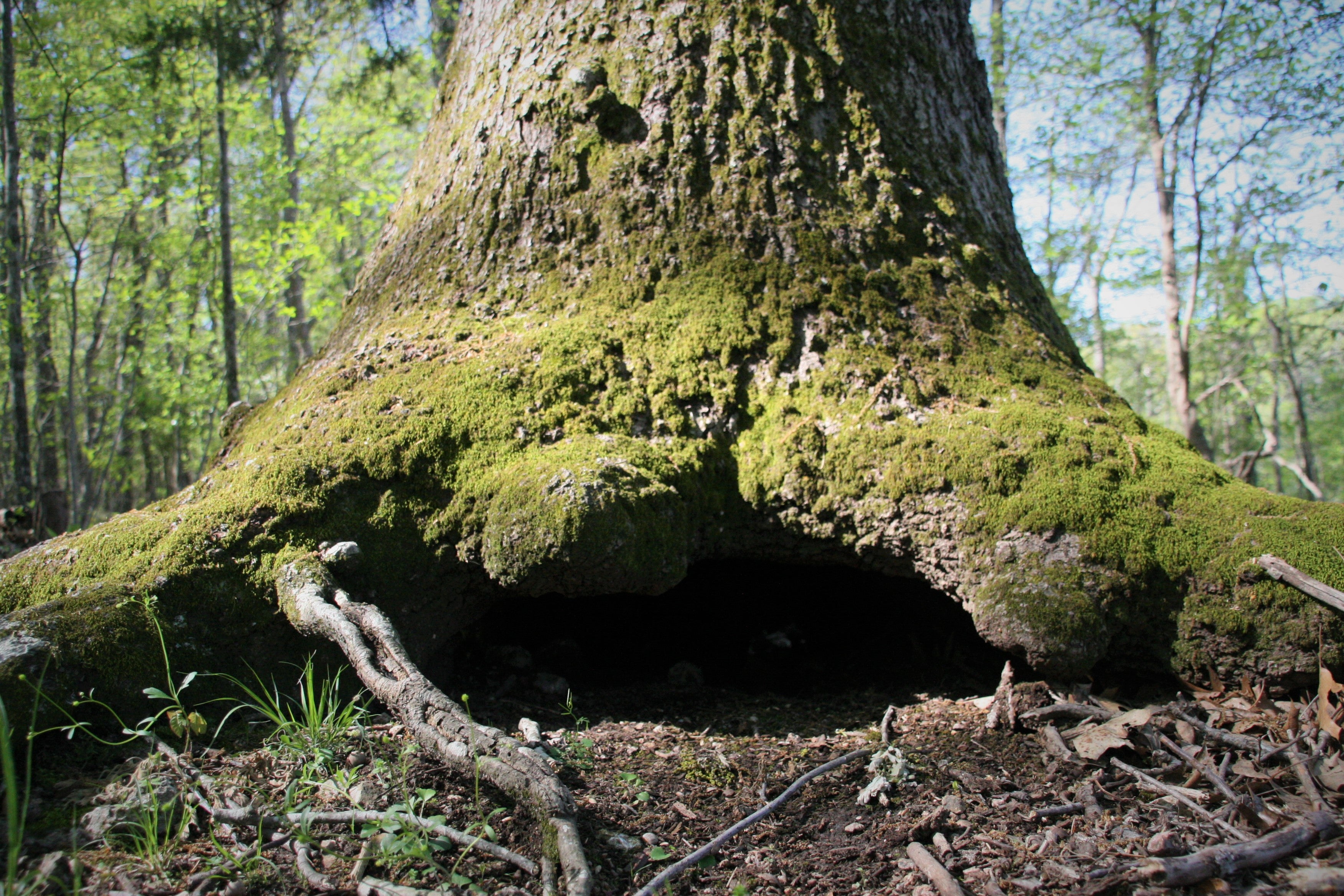 A large tree with a hollowed-out area at the base of the trunk.